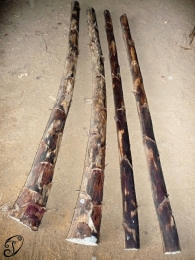 Didgeridoo z agáve